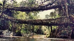North East  Shillong - Cherapunjee - Kaziranga